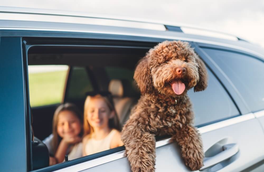 Two young girls in the back seat of a car with a brown Maltipoo hanging out the window - best car insurance.