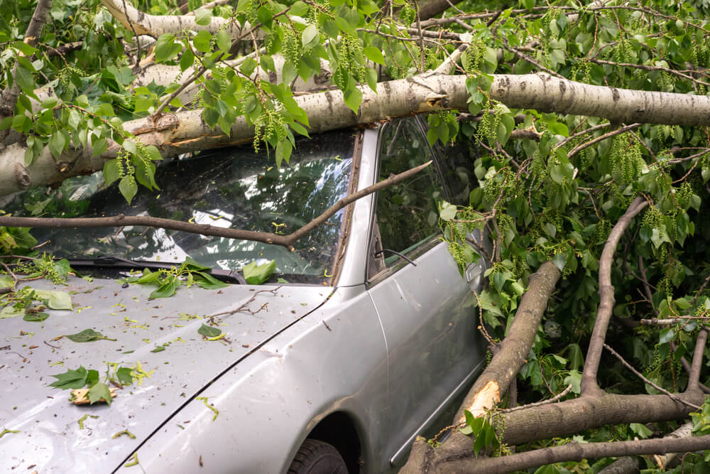 A car is buried under a tree in the driveway - best car insurance.