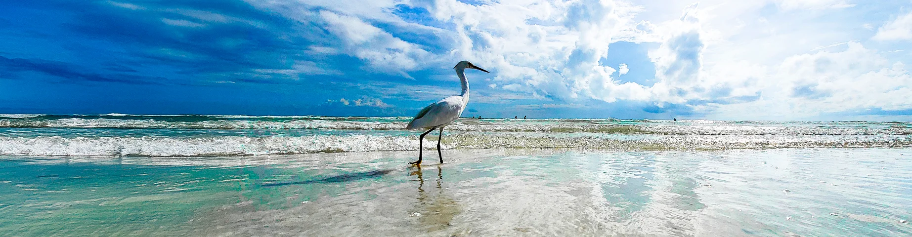 Stork Siesta Key Beach Sarasota - best car insurance in Florida.